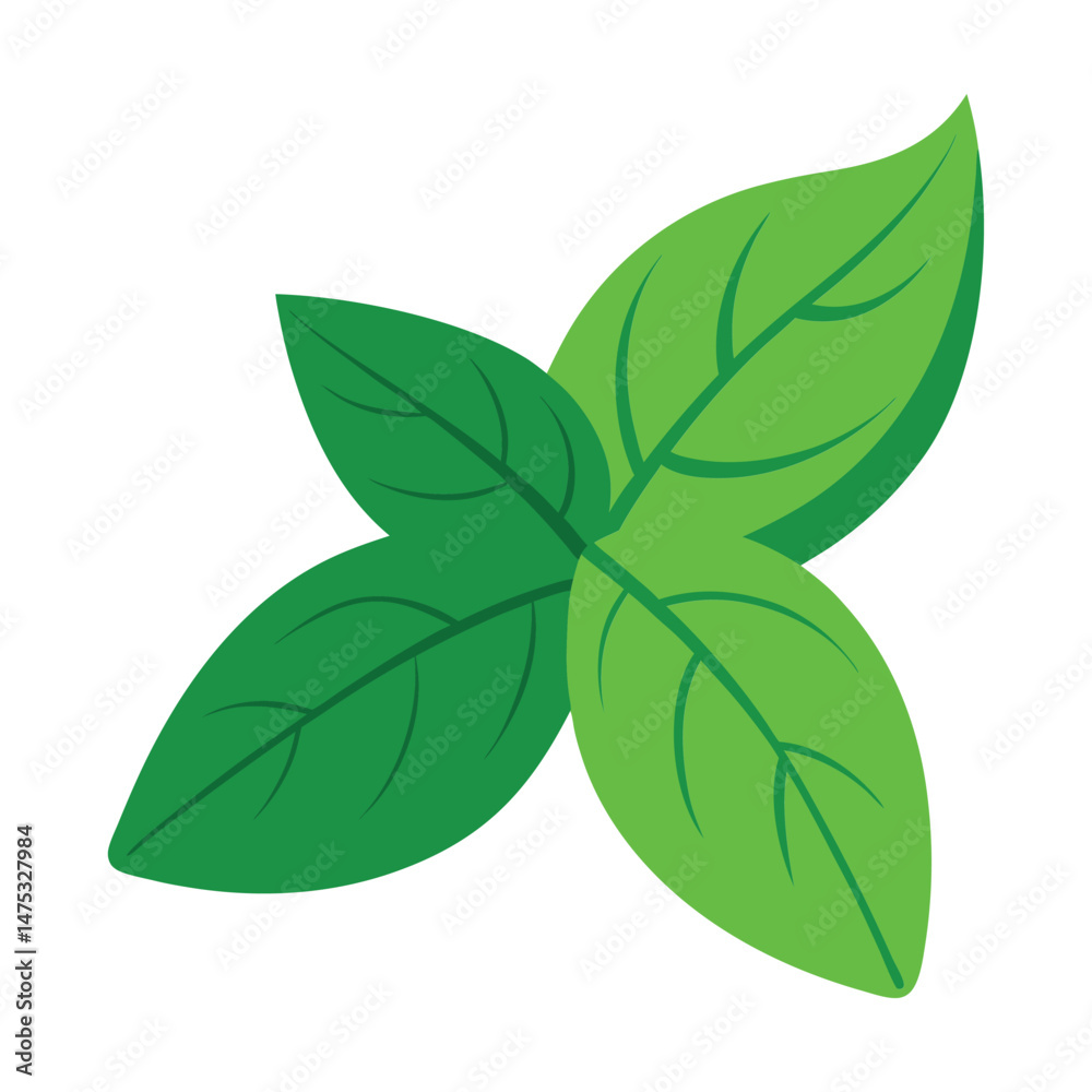 Naklejka premium Fresh basil leaves vector illustration aromatic culinary herb ingredient isolated on white