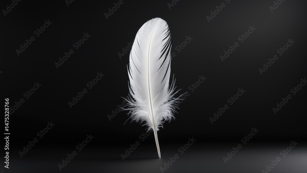 Contrast of white feather on a black background Contrast of white feather on a black background