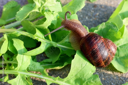 Snail on lettuce leaves. Top view. Cornu aspersum.