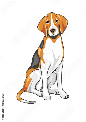 Sitting foxhound isolated on white