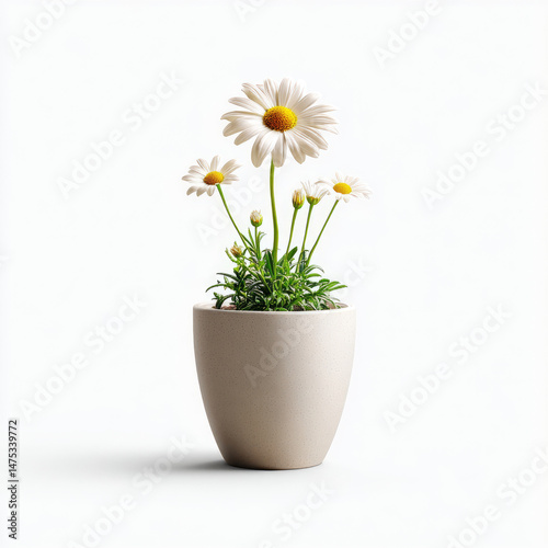 White daisy plant in beige pot on white background