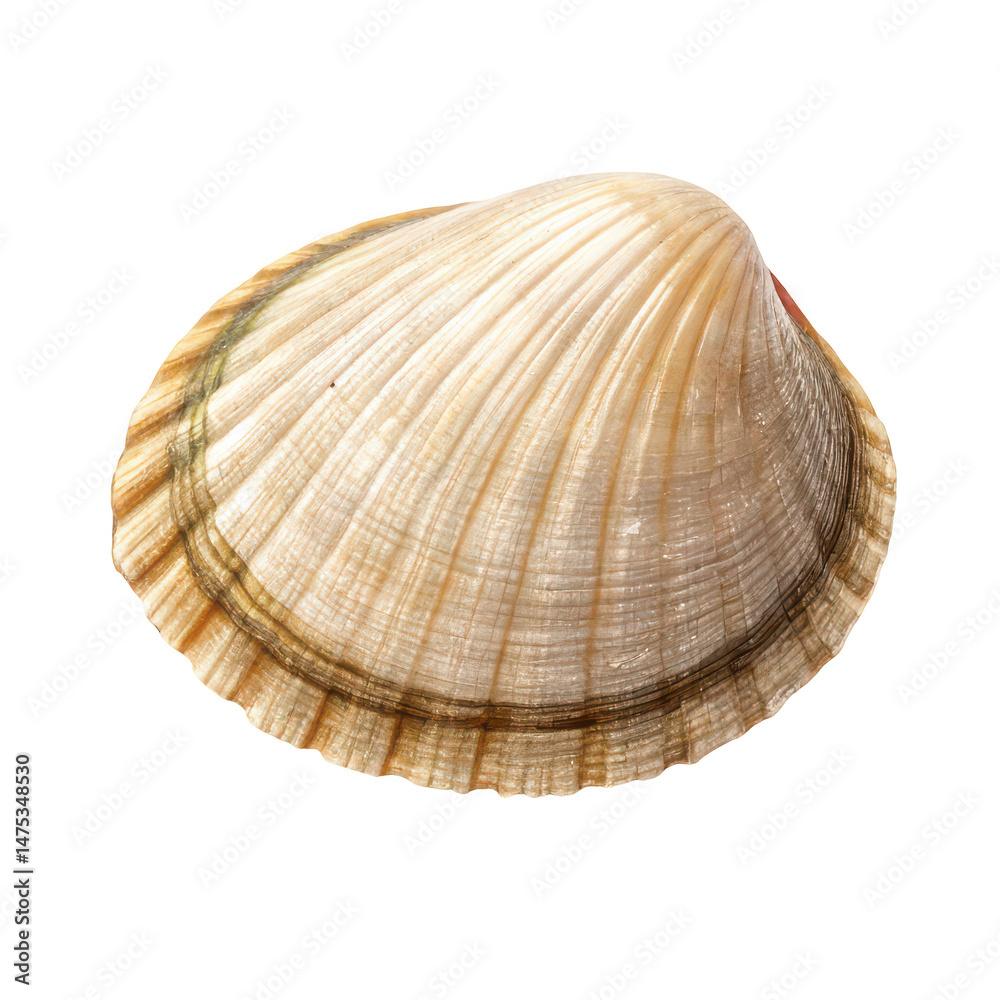 Limpet animal png marine mollusk png conical shell creature png rock-clinging limpet png sea snail type png white background image Limpet animal png marine mollusk png conical shell creature png rock-clinging limpet png sea snail type png white background image