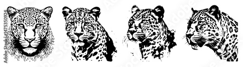 leopard and jaguar head vector illustrations in detailed tattoo style