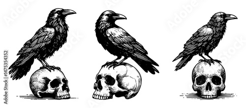 raven on skull illustration in gothic tattoo black vector style