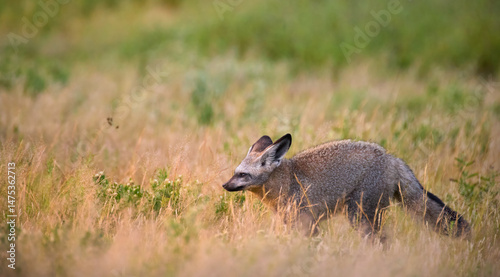Картината върху платно Bat-eared fox (Otocyon megalotis) sitting alert in golden savannah grass of Central Kalahari, Botswana