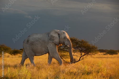 Photography African elephant walking through golden savannah grass under dramatic skies in Nxai Pan, Botswana