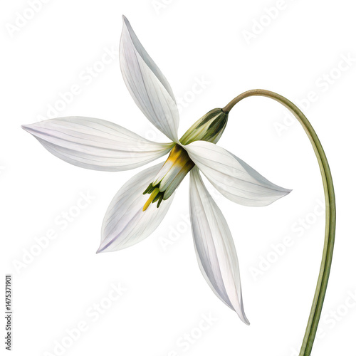 Shooting star flower png purple flower png spring bloom png dodecatheon png star-shaped flower png wildflower png garden plant png white background image