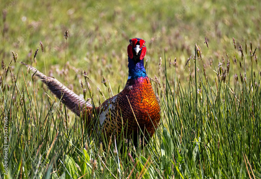 Fototapeta premium Fasan