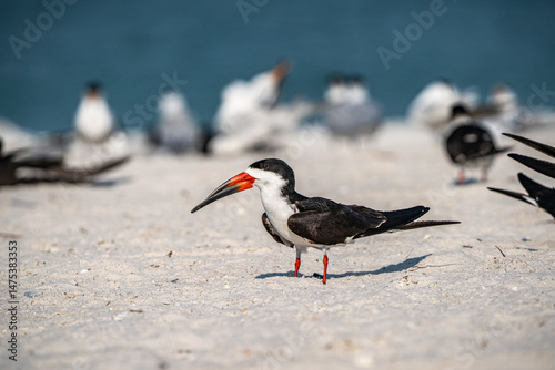 Skimmers on the Beach