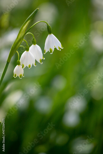 Elegant White Flowers Blooming in the Lush Green Nature Background