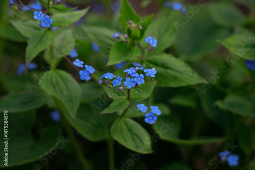 Delicate Blue Flowers Thriving Amidst Green Foliage in Natural Setting