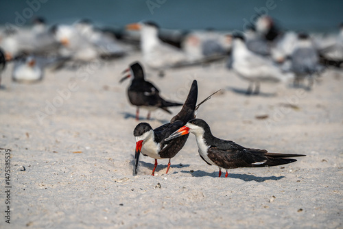 Skimmers on the Beach
