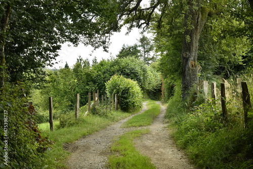 Chemin traversant une clairière aux environs de Bra (Lierneux)