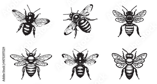Bee vector illustration set, black and white insect collection drawing
