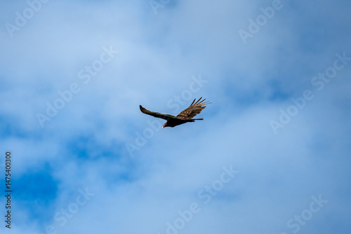 Turkey Vulture at McCown Valley Park