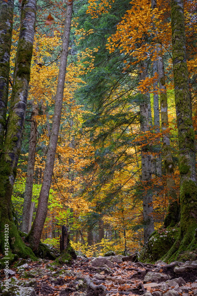 Obraz premium Explosion de couleurs automnales