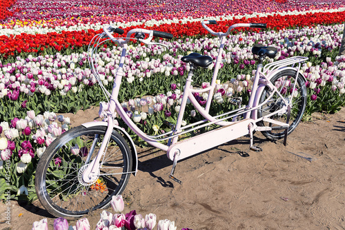 Tulpen