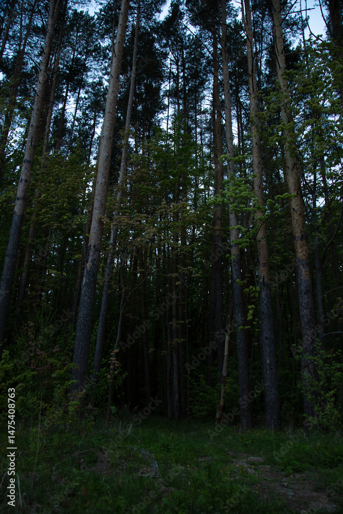 Fototapeta premium Path in beautiful tall pines forest. Wood landscape. Natural colors, contrast, shadows in evening time