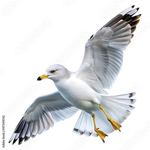 Majestic ring billed gull in flight with wings spread isolated on transparent background