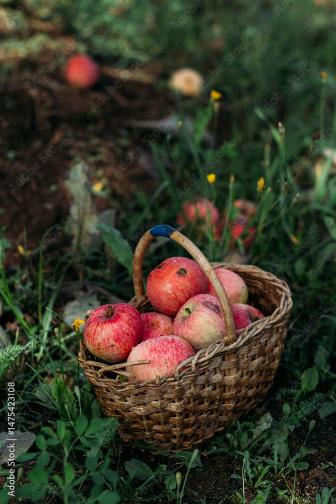 Red garden apples in a wicker basket stand in the grass in the garden in summer. Harvesting. Natural natural light
