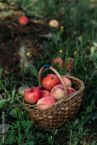 Obraz na płótnie Red garden apples in a wicker basket stand in the grass in the garden in summer. Harvesting. Natural natural light w salonie