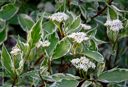 Obraz na plátně Dereń biały (Cornus alba) odmiana Elegantissima, kwitnący dereń z biało-zielonym