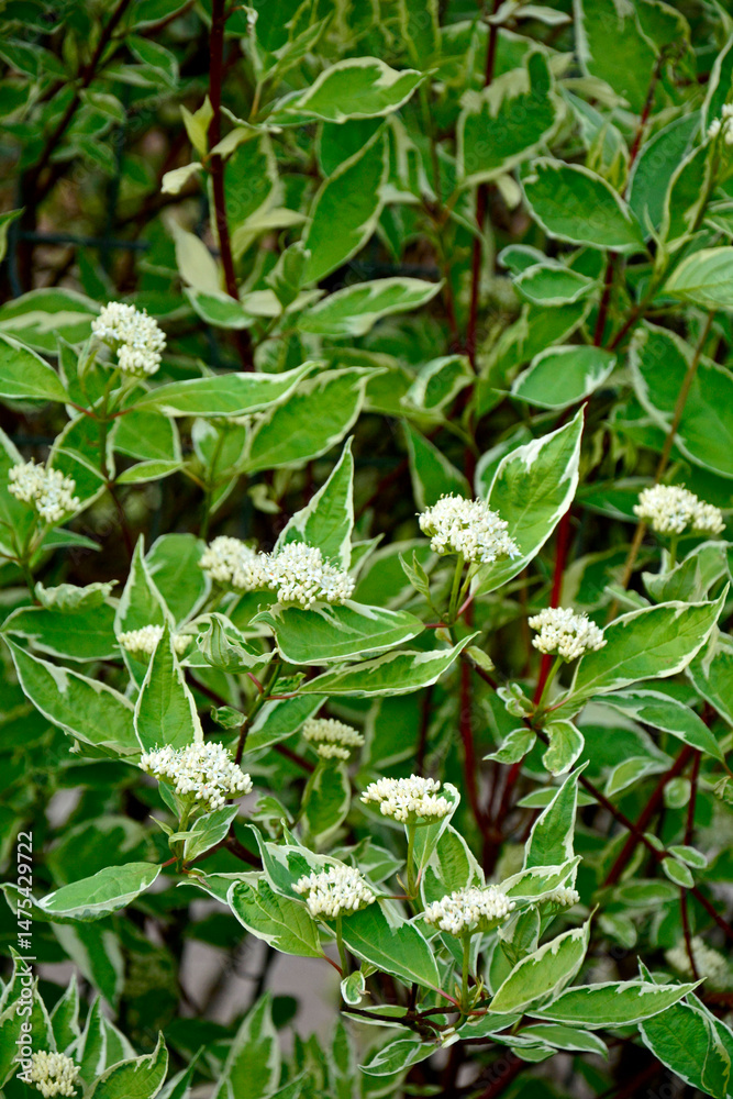 Dereń biały (Cornus alba) odmiana Elegantissima, kwitnący dereń z biało-zielonymi liśćmi, dereń ozdobny, white dogwood variety Elegantissima, a flowering dogwood with white-green leaves, Dereń biały (Cornus alba) odmiana Elegantissima, kwitnący dereń z biało-zielonymi liśćmi, dereń ozdobny, white dogwood variety Elegantissima, a flowering dogwood with white-green leaves,