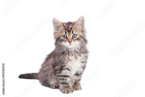 Adorable fluffy kitten with dry cat food on transparent PNG background. Perfect for product packaging, web banners or pet-related marketing materials.