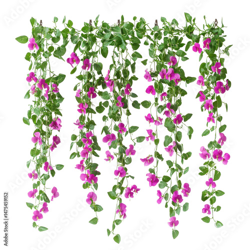 Wallpaper Mural Sweet pea hanging group plant with vibrant purple flowers isolated on Transparent background, Sweet pea hanging group plants isolated on PNG background Torontodigital.ca