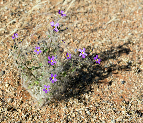 Close photo of plant and flowers in desert