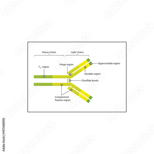 Antibody schematic illustration diagram- Variable, Fc, Hypervariable regions, disulfide bonds. Immunology schematic illustration.