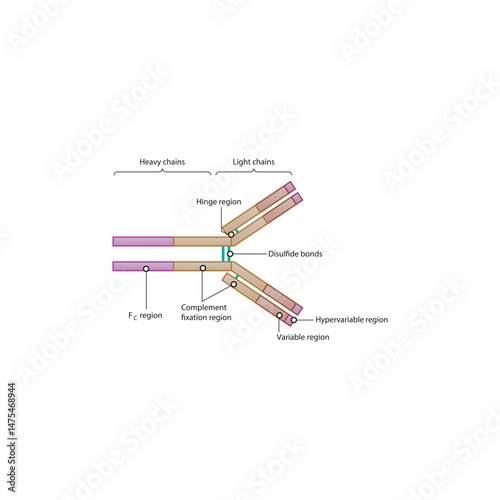 Antibody schematic illustration diagram- Variable, Fc, Hypervariable regions, disulfide bonds. Immunology schematic illustration.