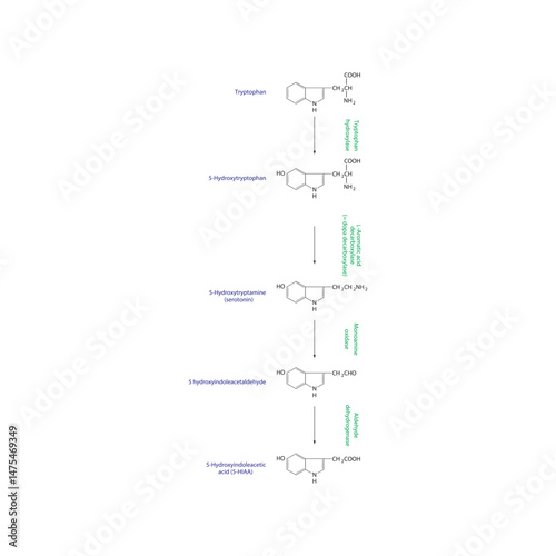 Serotonin Biosynthesis and Metabolism – Tryptophan to 5-HIAA – Enzymatic Steps and Molecular Structures