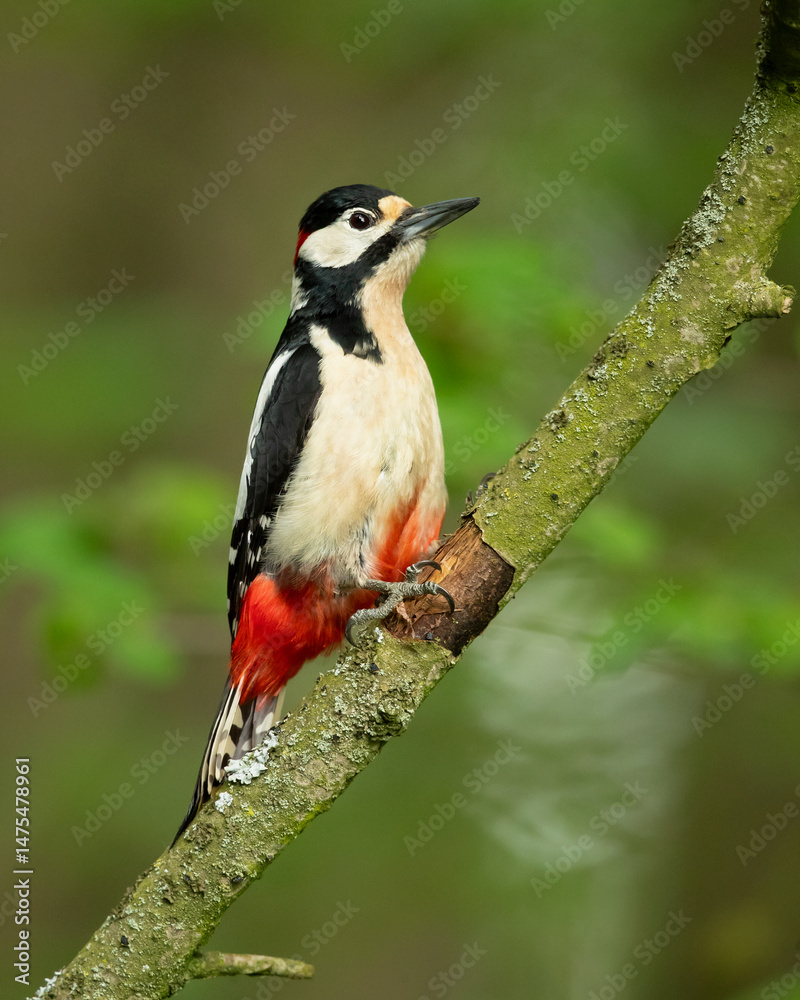 Great spotted woodpecker (Dendrocopos major) is a medium-sized woodpecker with pied black and white plumage and a red patch on the lower belly. Great spotted woodpecker (Dendrocopos major) is a medium-sized woodpecker with pied black and white plumage and a red patch on the lower belly.