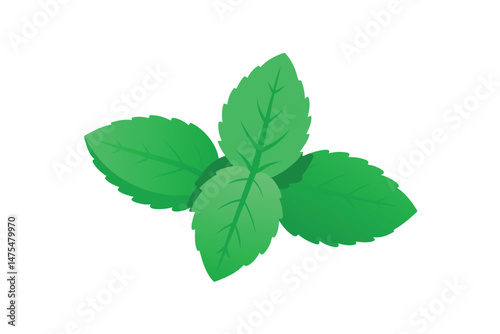 Fresh Vietnamese Mint Leaves Isolated 