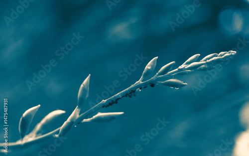 Broom shoots close-up. Nature background
