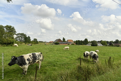 Fotografie Vaches laitières dans l'un des pâturages aux environs du village de Ghislenghien