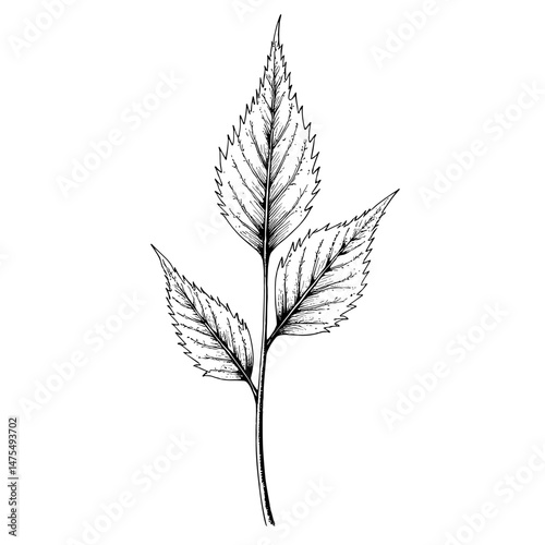 Close-up view of amaranth leaves in ink sketch style  
