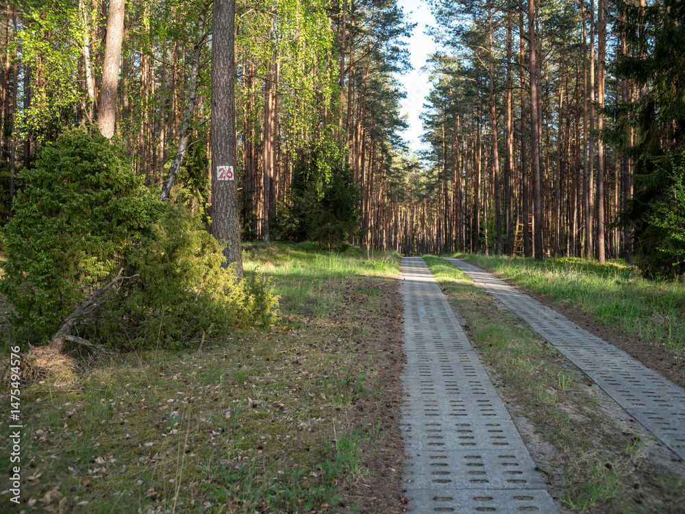 Fototapeta premium A road in the forest paved with concrete slabs. Spring time.