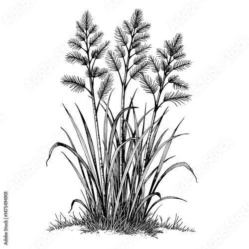 Close-up Ink Sketch of Lemongrass with Detailed Leaf Structure  