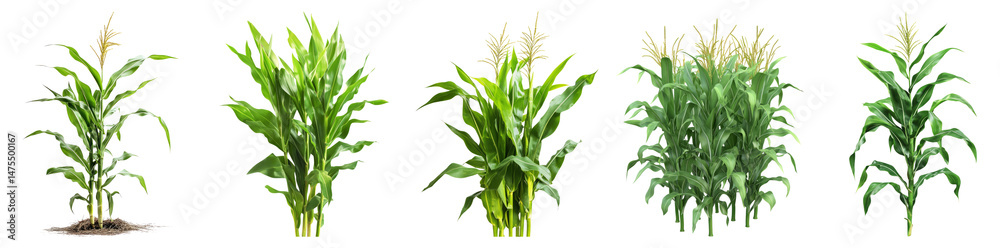 Obraz premium Stages of Corn Plant Growth in Agricultural Field Environment, PNG bundle collection, Isolated on Transparent Background