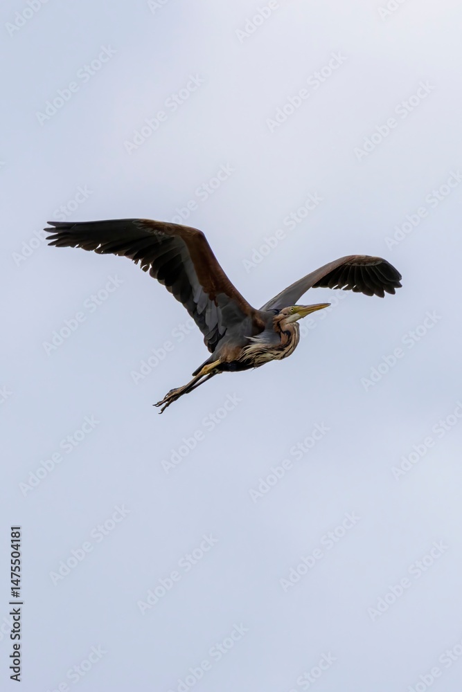 Obraz premium Purple Heron (Ardea purpurea) flying with blurred white sky background. Captured at Arrocampo Bird Park, Extremadura, Spain. Majestic flight in natural habitat