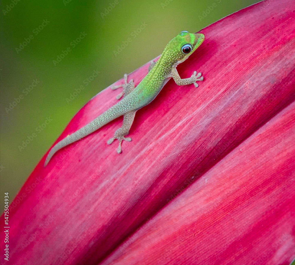 Fototapeta premium Gecko on a Red Leaf