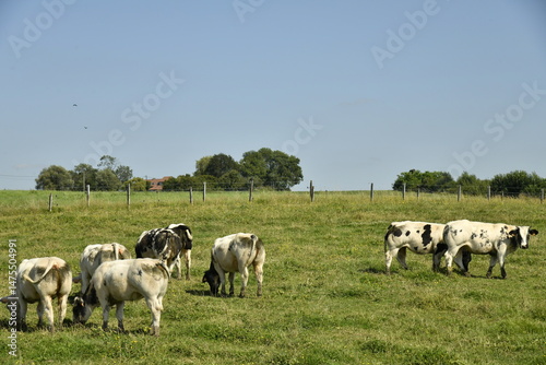Troupeau de vaches laitières dans une prairie sous un ciel bleu à Ghislenghien (Ath)