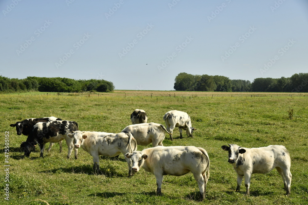 Obraz premium Troupeau de vaches laitières dans une prairie sous un ciel bleu à Ghislenghien (Ath)