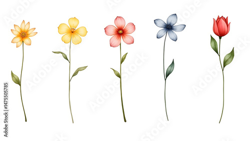 bouquet of flowers isolated photo