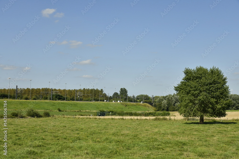Fototapeta premium L'arbre isolé dans une prairie à Gibecq (Silly)