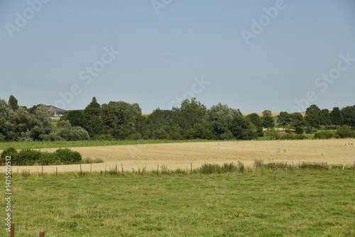 Fototapeta Naklejka Na Ścianę i Meble -  Champ de blé contrastant avec le vert des prairies environnantes à Gibecq (Silly)