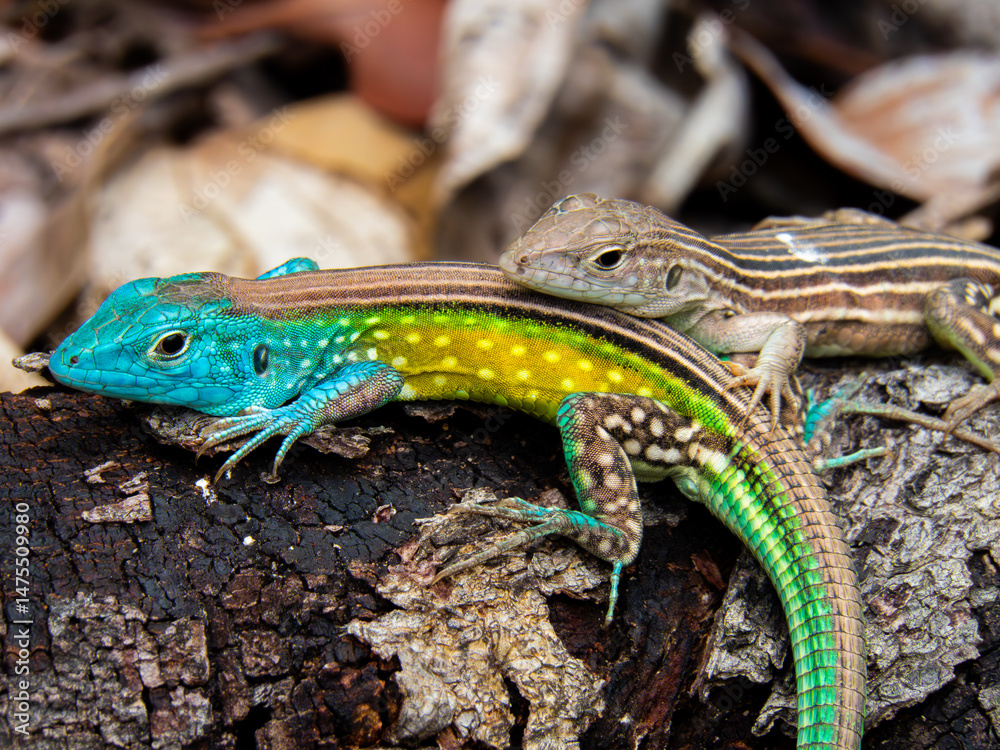 Fototapeta premium color lizard on a floor in the forest