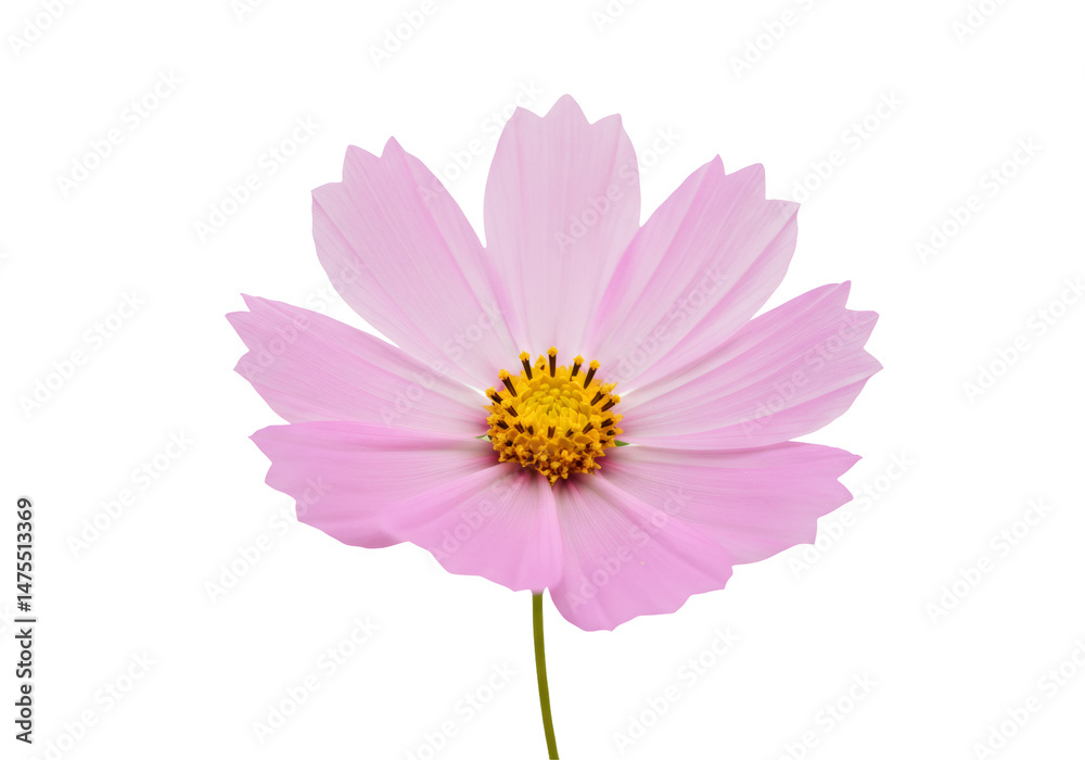 ピンクのコスモスの花のクローズアップ透明な背景に咲く自然の美しさを持つ単一の花びらと黄色の中心部 ピンクのコスモスの花のクローズアップ透明な背景に咲く自然の美しさを持つ単一の花びらと黄色の中心部